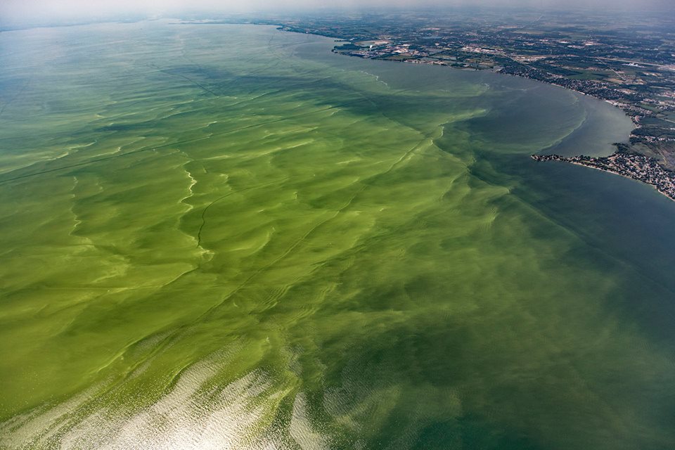 Harmful Algal Blooms